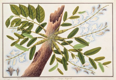 Pigeon Orchid, from Drawings of Plants from Malacca, c.1805-18 by Chinese School